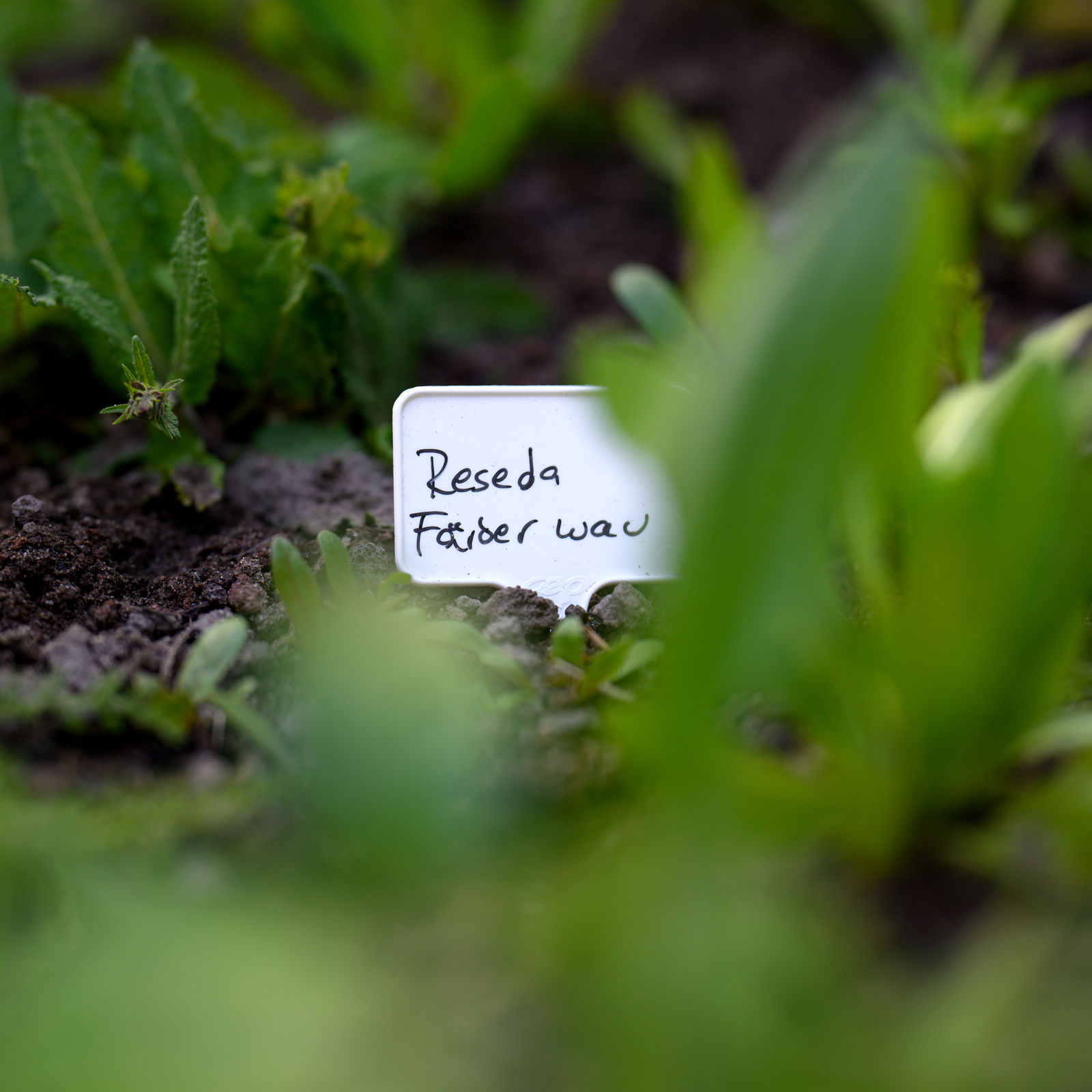 Pflanzschild Färberpflanze Baumgartenstr. 6_Foto: Oldenburger Kunstschule/ I. Mittwollen